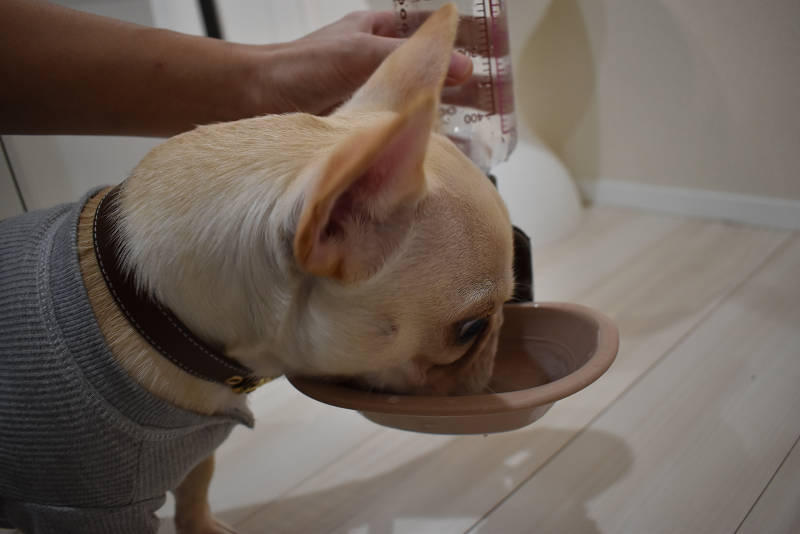 ペットに水 ペットボトルが使える リッチェルの給水器を購入 たくさん水を飲むようになったよ りおんのブログ フレンチブルドッグ
