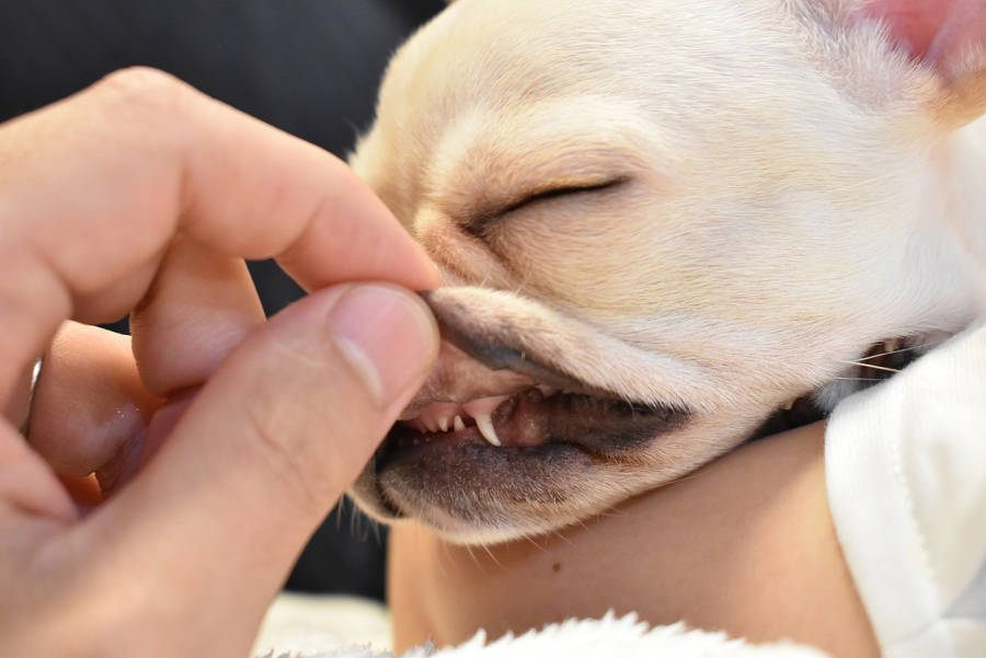 愛犬の歯磨きは大切 歯磨きは必要 いつから始めれば良いの りおんのブログ フレンチブルドッグ